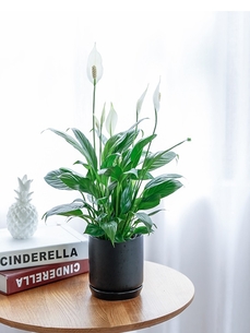 宁波北仑绿植租赁专业