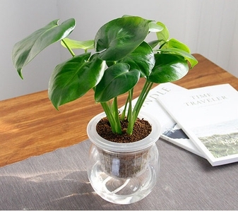 余姚盆景出租超专业，给生活添一抹绿意