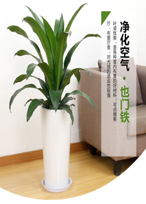 宁波杭州湾花木租赁设计，满足多样需求